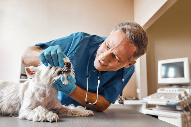 Best 24-Hour Emergency Dental Care in Bridgetown, MS